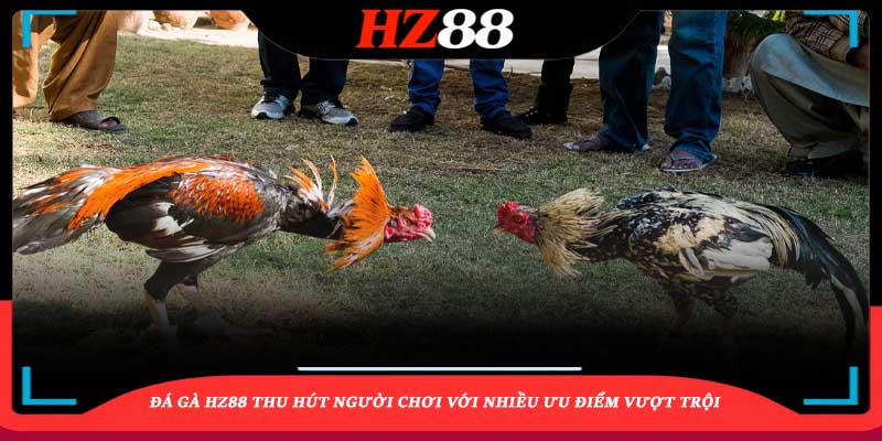 Đá gà HZ88 thu hút người chơi với nhiều ưu điểm vượt trội