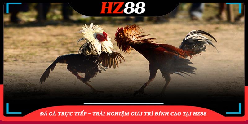 ảnh đại diện Đá Gà Trực Tiếp