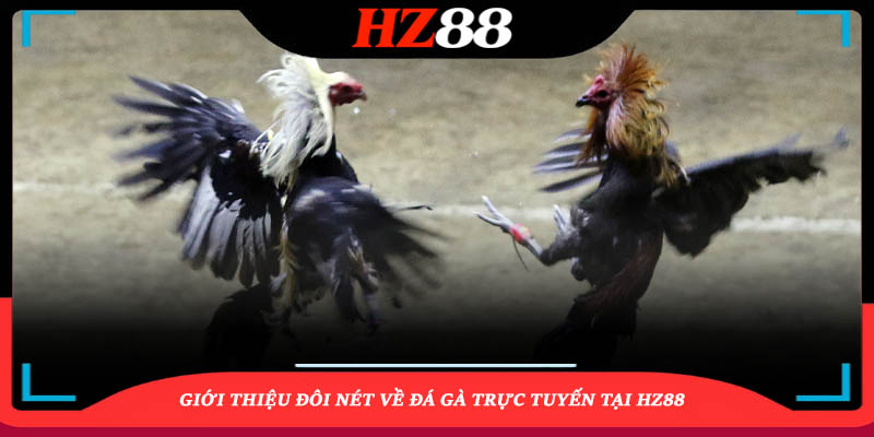 Giới thiệu đôi nét về Đá gà trực tuyến tại HZ88