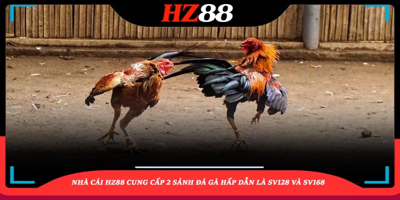 Nhà cái HZ88 cung cấp 2 sảnh đá gà hấp dẫn là SV128 và SV168