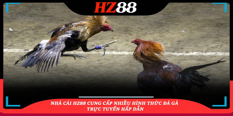 Nhà cái HZ88 cung cấp nhiều hình thức Đá gà trực tuyến hấp dẫn