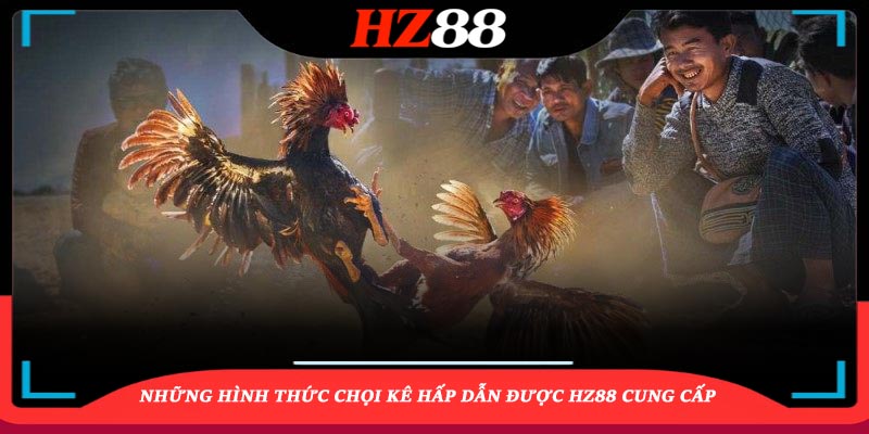 Những hình thức chọi kê hấp dẫn được HZ88 cung cấp