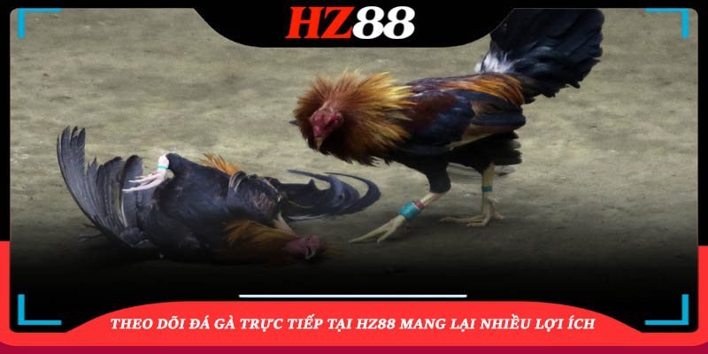 Theo dõi đá gà trực tiếp tại HZ88 mang lại nhiều lợi ích